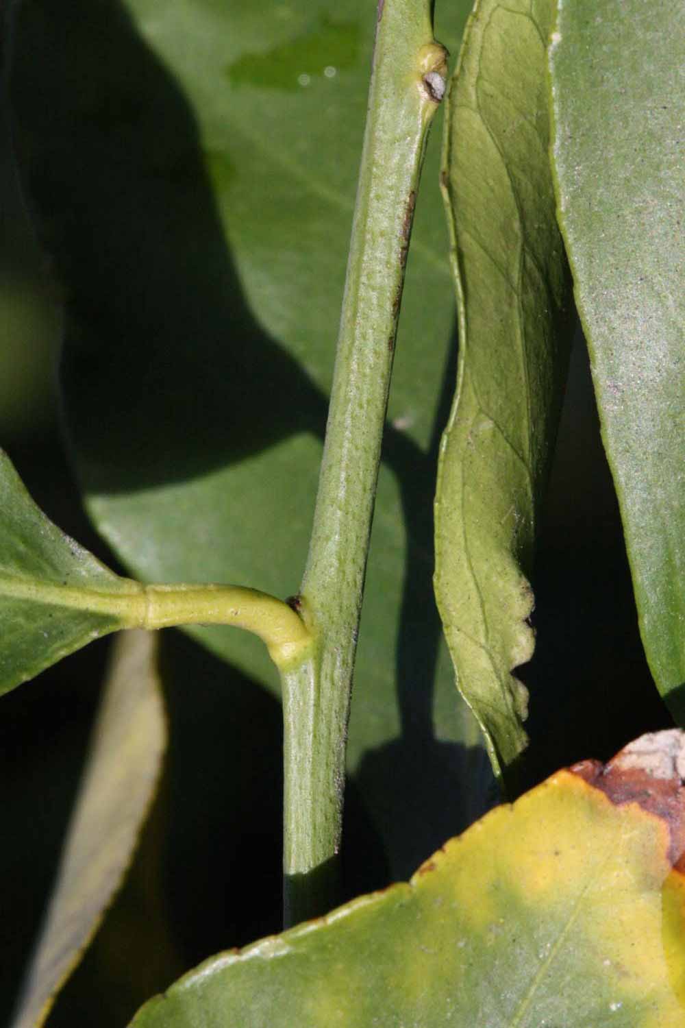            First year twig (Femminello Siracusano 2KR, Riverside, CA)   